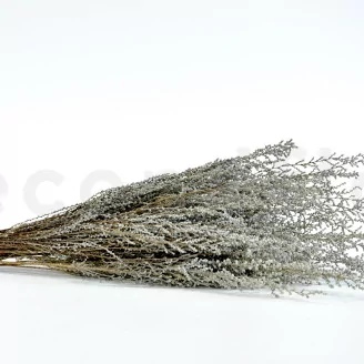 Preserved Stoebe Silver