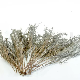 Preserved Stoebe Silver