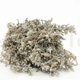 Preserved Stoebe Silver