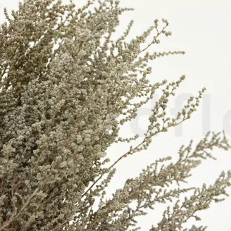Preserved Stoebe Silver