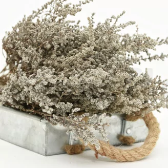 Preserved Stoebe Silver