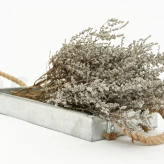 Preserved Stoebe Silver