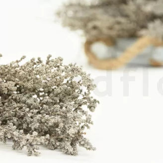 Preserved Stoebe Silver