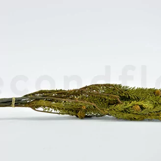 Preserved Tortum Female Autumnal