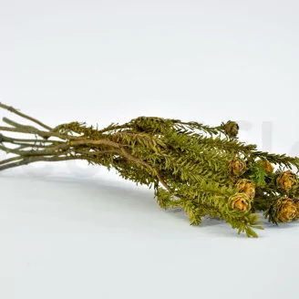 Preserved Tortum Female Autumnal