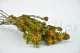 Preserved Tortum Female Autumnal 7