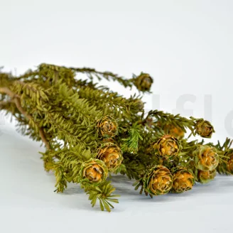 Preserved Tortum Female Autumnal