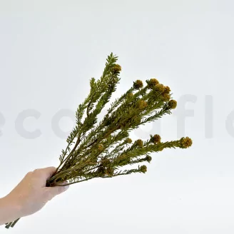 Preserved Tortum Female Autumnal