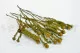 Preserved Tortum Female Autumnal 8