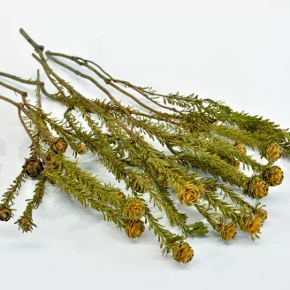Preserved Tortum Female Autumnal