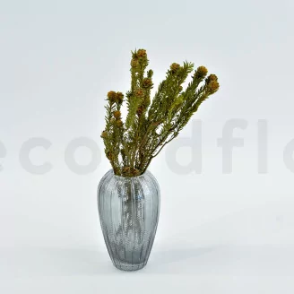 Preserved Tortum Female Autumnal