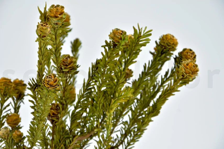 Preserved Tortum Female Autumnal