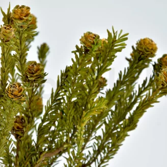 Preserved Tortum Female Autumnal
