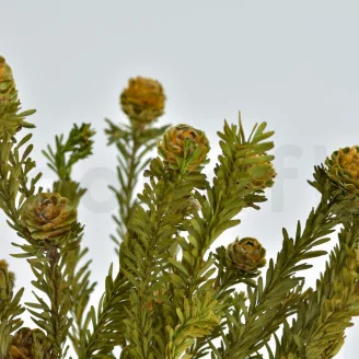 Preserved Tortum Female Autumnal