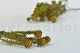 Preserved Tortum Female Autumnal 9