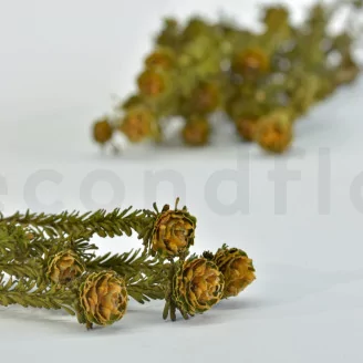 Preserved Tortum Female Autumnal