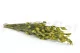 Preserved Bell Grass Female Green 7