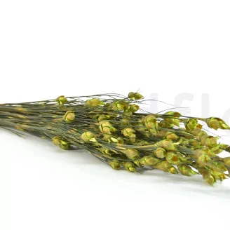 Preserved Bell Grass Female Green