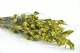 Preserved Bell Grass Female Green 12
