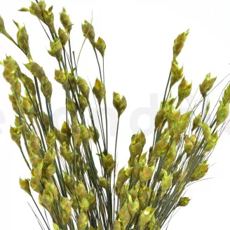 Preserved Bell Grass Female Green
