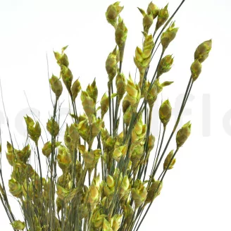 Preserved Bell Grass Female Green