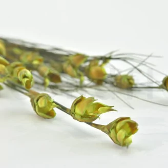 Preserved Bell Grass Female Green