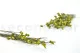 Preserved Bell Grass Female Green 10