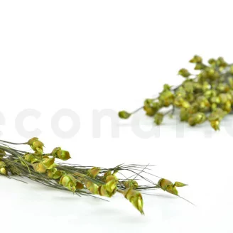 Preserved Bell Grass Female Green
