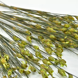 Preserved Bell Grass Female Green