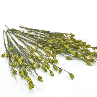 Preserved Bell Grass Female Green