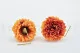 Preserved Dahlia Grace Orange (set of 2) 8