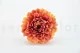 Preserved Dahlia Grace Orange (set of 2) 4
