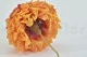 Preserved Dahlia Grace Orange (set of 2) 5