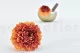 Preserved Dahlia Grace Orange (set of 2) 2