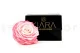 Preserved Rose XXL Tie-n-dye Pink 6