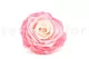 Preserved Rose XXL Tie-n-dye Pink 2