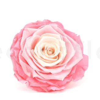 Preserved Rose XXL Tie-n-dye Pink