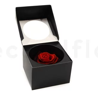 Preserved Rose XXL Tie-n-dye Red