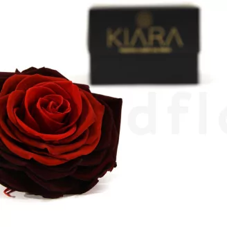 Preserved Rose XXL Tie-n-dye Red
