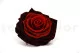 Preserved Rose XXL Tie-n-dye Red 2