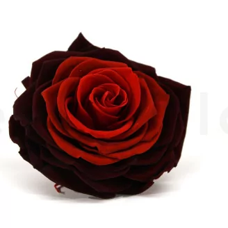 Preserved Rose XXL Tie-n-dye Red