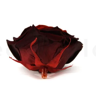 Preserved Rose XXL Tie-n-dye Red