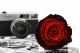 Preserved Rose XXL Tie-n-dye Red 7