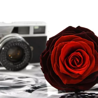 Preserved Rose XXL Tie-n-dye Red