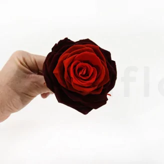 Preserved Rose XXL Tie-n-dye Red