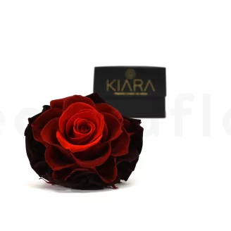 Preserved Mandala Rose XXL Tie-n-dye Red