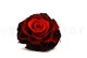 Preserved Mandala Rose XXL Tie-n-dye Red 2