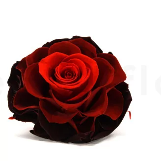 Preserved Mandala Rose XXL Tie-n-dye Red