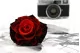 Preserved Mandala Rose XXL Tie-n-dye Red 1
