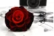Preserved Mandala Rose XXL Tie-n-dye Red 10